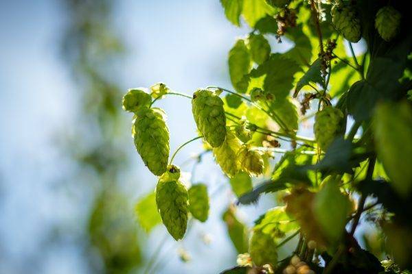 CAPITAL CERVECERA_-3