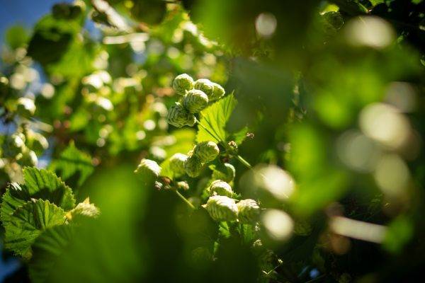 CAPITAL CERVECERA_-8